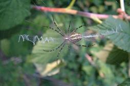 Sa phobie des araignées cachait… un cancer