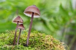 Peut-on traiter les TOC avec des psychédéliques ?