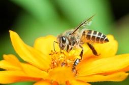 Le glyphosate impliqué dans la mort des abeilles en altérant leur microbiote