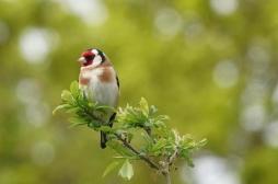 Observer les oiseaux... pour booster son cerveau ?