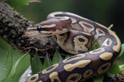 L’urine de serpent pourrait aider à prévenir la goutte et les calculs rénaux