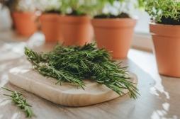 Alzheimer : le romarin pourrait protéger le cerveau