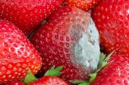 Peut-on encore manger un fruit qui commence à pourrir ?