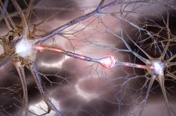 SEP : le risque génétique indépendant de l'origine ethnique