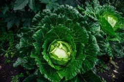 Cancer : manger des choux pour booster l’efficacité de l’immunothérapie 