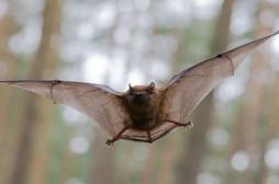 Coronavirus de chauve-souris : faut-il craindre un nouveau Covid ?