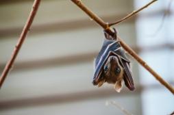 Coronavirus : faut-il s’inquiéter du nouveau virus découvert au Brésil ?