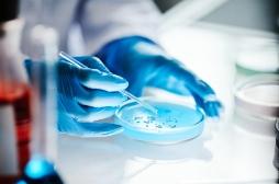 Infection pulmonaire : comment une bactérie devient résistante aux traitements ? 