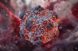 Hantavirus : quels sont les critères pour être désigné cas contact ?