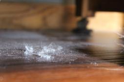 Pesticides : quels sont les produits chimiques les plus détectés dans les logements ? 