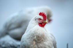 Premier cas humain de grippe aviaire en Europe : comment on l’attrape, quels symptômes ?