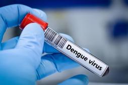 Dengue : l’infection laisse une empreinte durable sur l’immunité