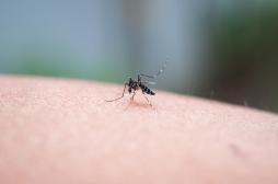Premier cas autochtone de chikungunya : que sait-on ? 