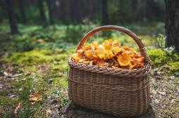Cueillette des champignons : les bons réflexes à avoir pour éviter les intoxications