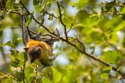 Nipah : pourquoi le risque de propagation est faible, selon l’OMS 