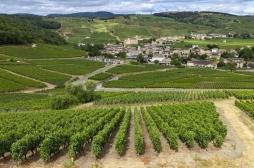 Pesticides : les riverains des vignes sont les plus exposés