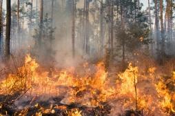 Fumées des incendies de forêts : une vraie menace pour la santé 