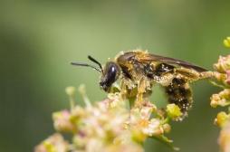 Cancer du sein triple négatif : la piste prometteuse du venin d’abeille
