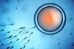 Infertilité : pourquoi un ovule se développe-t-il ou non en embryon ?