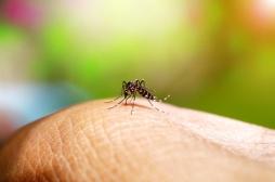 Dengue : la Guyane confrontée à sa plus forte épidémie depuis 20 ans