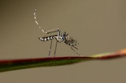 Dengue : de nouveaux cas recensés dans le sud de la France