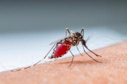 Epidémie de dengue de faible intensité touche l'île de La Réunion. Après la Nouvelle-Calédonie, que doit-on craindre ? 