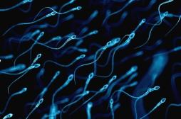 Greffé 17 ans après sa congélation, son tissu testiculaire lui permet de produire du sperme