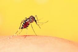 Dengue : l'épidémie progresse dangereusement à la Réunion, 2000 personnes contaminées 