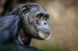Qu’est-ce qui nous différencie des chimpanzés ? Notre ADN non codé !