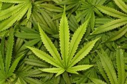 Addiction et psychose : une nouvelle molécule peut traiter les pathologies liées à la consommation de cannabis