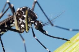 Dengue, chikungunya, Zika : le moustique Tigre est aussi présent en Ile-de-France et dans le Grand-Est