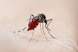 Des chercheurs cartographient la propagation potentielle du virus de la fièvre jaune dans le monde