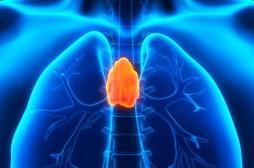 Thymus : à quoi sert vraiment cette glande ?
