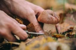 Cueillette des champignons : nos astuces pour éviter l’intoxication