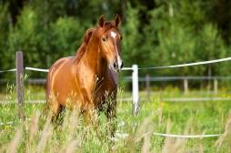 Traitement anti-Covid : les chevaux détiennent-ils la solution ?