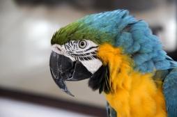 Psittacose : quels sont les symptômes de la fièvre du perroquet ?
