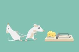 Le circuit cérébral des addictions identifié