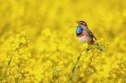 Stress, angoisse : le chant des oiseaux réduit l'anxiété