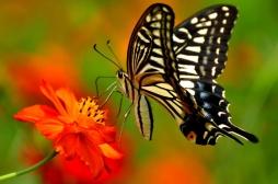 Cancer : comment les papillons ont aidé à améliorer la détection ? 