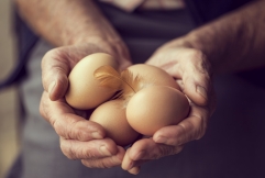 La route des œufs, de la ponte à l’assiette