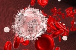 Leucémie : des « cellules tueuses » programmées contre les cellules malignes