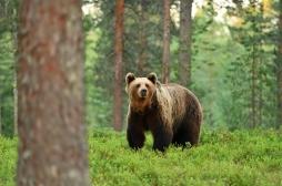 Diabète : les ours bruns pourraient détenir le secret pour vaincre la maladie