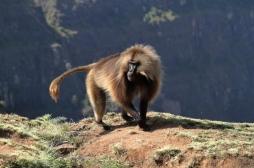 Greffe : deux babouins survivent plus de 6 mois avec un coeur de cochon