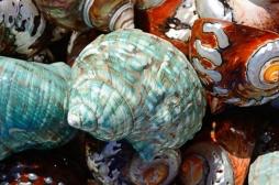 Alzheimer : comment des chercheurs sont-ils parvenus à transférer la mémoire d’un escargot de mer à un autre ?