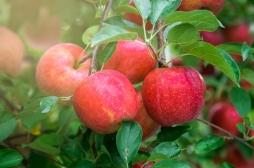 Pommes : 7 bonnes raisons d'en manger 