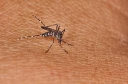 Alerte aux moustiques tigres : le ministère de la Santé annonce une 