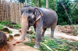 Inde : risque élevé de tuberculose lié aux promenades à dos d'éléphant