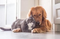 Les animaux, meilleurs amis de la santé de l’homme