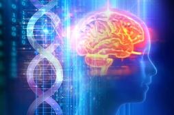 Une nouvelle maladie génétique perturbant le développement du cerveau
