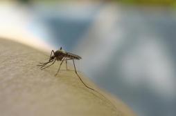 Bientôt une solution miracle pour en finir avec les piqûres de moustiques ?